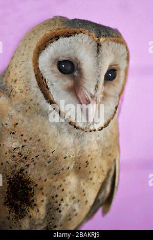 Una Pittura digitale di un carino Barn Owl Tyto Alba (Scopoli) guardando a destra mostrando gli occhi e becco con luce sfondo maganta. Foto Stock