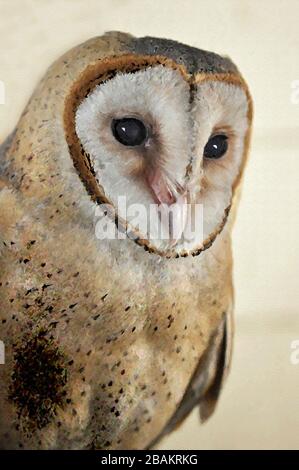 Pittura digitale di un carino Barn Owl Tyto Alba (Scopoli) guardando a destra gli occhi e il becco con sfondo verdastro chiaro. Foto Stock