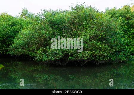 Alberi di mangrovie sulla palude vicino al lago di sale in kerala , india Foto Stock