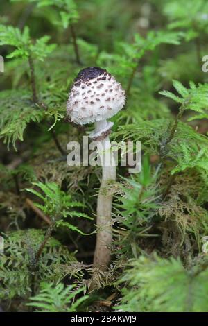 Lepiota felina, comunemente conosciuta come Cat Dapperling, fungo selvatico dalla Finlandia Foto Stock