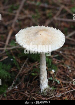 Lepiota clypeolaria, conosciuta come lo scudo dapperling o lo stalked Lepiota, funghi velenosi dalla Finlandia Foto Stock