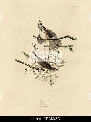 Plate 25 Song Sparrow, from the Birds of America folio (1827–1839) di John James Audubon - immagine modificata di altissima risoluzione e qualità Foto Stock