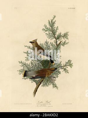 Placca 43 Cedar Bird (Cedar Waxwing) da The Birds of America folio (1827–1839) di John James Audubon, immagine modificata ad altissima risoluzione e di qualità Foto Stock