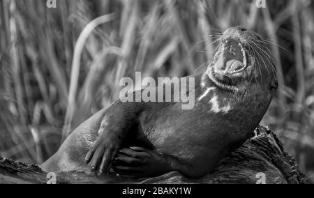 Gigantesco fiume Otter Pteronura brasiliensis, tenda con bocca aperta Foto Stock