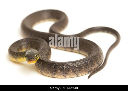 Serpente d'acqua Triangle Keelback (Xenochrophis trianguligerus) isolato su sfondo bianco Foto Stock