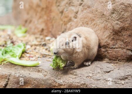 Roditore gundi comune (Ctenodactylus gundi) mangia foglie di lattuga verde Foto Stock