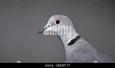 Ritratto di una collava eurasiatica (Streptopelia decaocto) isolata su sfondo grigio Foto Stock