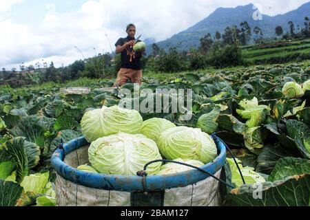 Bandung, Indonesia. 28 Marzo 2020. Un agricoltore raccoglie cavolo a Kertasari, Bandung, Giava Occidentale, Indonesia, Sabato 28 Marzo 2020. Secondo il ministero indonesiano dell'Agricoltura, le esportazioni di prodotti agricoli indonesiani verso la Cina nel febbraio 2020 sono state di 144 mila tonnellate, con una diminuzione del 74.23% dovuta all'epidemia di coronavirus (COVID-19). (Foto di Reival Akbar Rivawan/INA Photo Agency/Sipa USA) Credit: Sipa USA/Alamy Live News Foto Stock