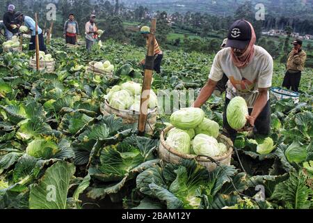 Bandung, Indonesia. 28 Marzo 2020. I contadini raccolgono il cavolo a Kertasari, Bandung, Giava Occidentale, Indonesia, Sabato 28 Marzo 2020. Secondo il ministero indonesiano dell'Agricoltura, le esportazioni di prodotti agricoli indonesiani verso la Cina nel febbraio 2020 sono state di 144 mila tonnellate, con una diminuzione del 74.23% dovuta all'epidemia di coronavirus (COVID-19). (Foto di Reival Akbar Rivawan/INA Photo Agency/Sipa USA) Credit: Sipa USA/Alamy Live News Foto Stock