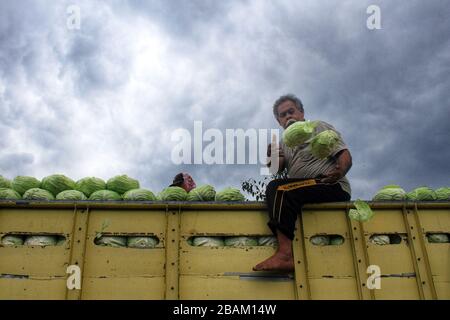 Bandung, Indonesia. 28 Marzo 2020. Gli agricoltori hanno messo il cavolo in un camion a Kertasari, Bandung, West Java, Indonesia, sabato 28 marzo 2020. Secondo il ministero indonesiano dell'Agricoltura, le esportazioni di prodotti agricoli indonesiani verso la Cina nel febbraio 2020 sono state di 144 mila tonnellate, con una diminuzione del 74.23% dovuta all'epidemia di coronavirus (COVID-19). (Foto di Reival Akbar Rivawan/INA Photo Agency/Sipa USA) Credit: Sipa USA/Alamy Live News Foto Stock