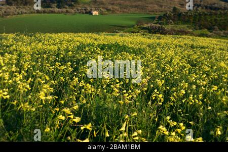 Giallo Oxalis PES-Caprae fioritura in un prato della Sicilia Foto Stock