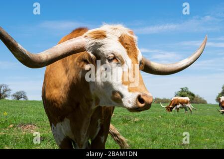 Ritratto di closeup di un toro bruno arancione Longhorn con corni lunghi e profondamente curvi e una faccia bianca con una striscia giù il medio in piedi in un ranch pa Foto Stock
