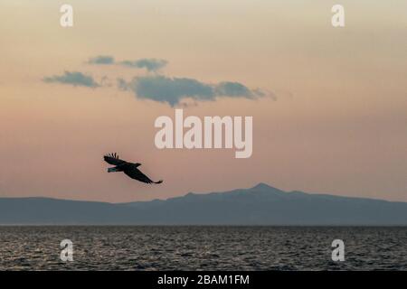 Aquila dalla coda bianca in volo, aquila che vola contro il cielo colorato a Hokkaido con l'isola sullo sfondo, Giappone, silhouette di aquila all'alba, maestoso Foto Stock