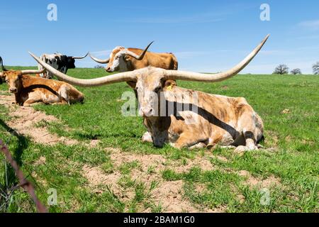 Un grande Longhorn con un motivo chiazzato di macchie bianche, marroni e tan e corna molto lunghe e curve che riposano nell'erba di un pascolo del ranch mentre altro Foto Stock