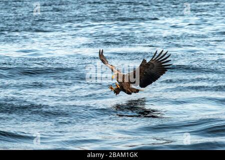 Aquila dalla coda bianca in volo, aquila che cerca di catturare il pesce dall'acqua a Hokkaido, Giappone, aquila maestosa con oceano sullo sfondo, aquile di mare maestoso Foto Stock