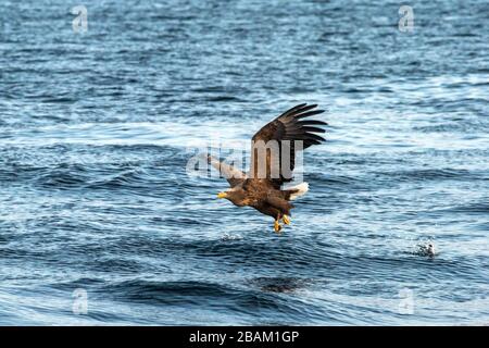 Aquila dalla coda bianca in volo, aquila che cerca di catturare il pesce dall'acqua a Hokkaido, Giappone, aquila maestosa con oceano sullo sfondo, aquile di mare maestoso Foto Stock