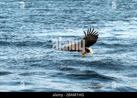 Aquila dalla coda bianca in volo, aquila che cerca di catturare il pesce dall'acqua a Hokkaido, Giappone, aquila maestosa con oceano sullo sfondo, aquile di mare maestoso Foto Stock