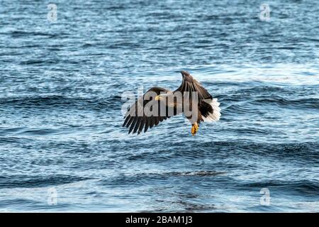 Aquila dalla coda bianca in volo, aquila che cerca di catturare il pesce dall'acqua a Hokkaido, Giappone, aquila maestosa con oceano sullo sfondo, aquile di mare maestoso Foto Stock