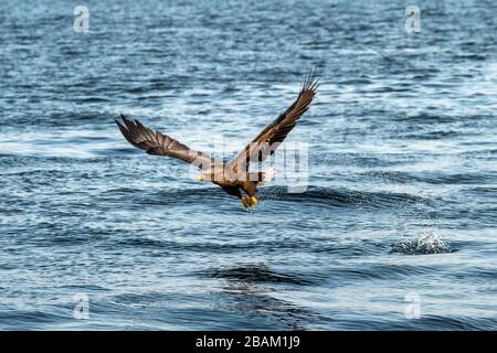 Aquila dalla coda bianca in volo, aquila che cerca di catturare il pesce dall'acqua a Hokkaido, Giappone, aquila maestosa con oceano sullo sfondo, aquile di mare maestoso Foto Stock