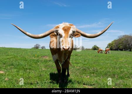 toro bruno arancio Longhorn con corni lunghi e profondamente ricurvi e una faccia bianca con una striscia sul medio in piedi in un pascolo ranch su un postino soleggiato Foto Stock