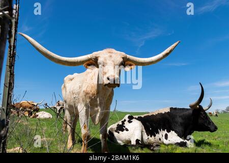 Un grande toro bianco e marrone marrone marrone marrone marrone marrone marrone chiaro che si erge accanto alla recinzione di filo spinato che circonda un pascolo di ranch mentre un toro bianco e nero più grande poggia su th Foto Stock