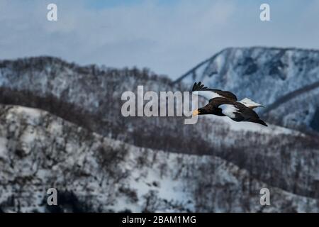 L'aquila di mare di Steller vola di fronte al paesaggio delle montagne invernali a Hokkaido, sagoma degli uccelli. Splendido paesaggio naturale in inverno. Montagna coperta da Foto Stock