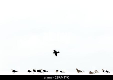 Branco di gabbiani sulla riva del mare durante l'inverno a Hokkaido, Giappone, corvo che vola sopra, uccelli isolati, paesaggio in inverno con uccelli, birdwatching esotico in Foto Stock