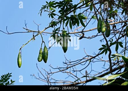 Ceiba pentandra. Bianco seta cotone tree.frutta perenne può essere utilizzato per la produzione di materassi, cuscini Foto Stock