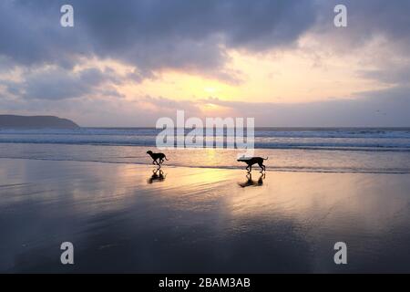Una silhouette di due cani che corrono e giocano in spiaggia al tramonto. Foto Stock