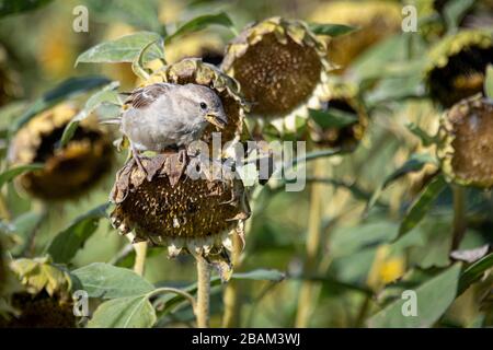Una casa femminile passerotto, Passer addomesticus, arroccato su girasoli. Sta alimentando sul seme di girasole. Foto Stock