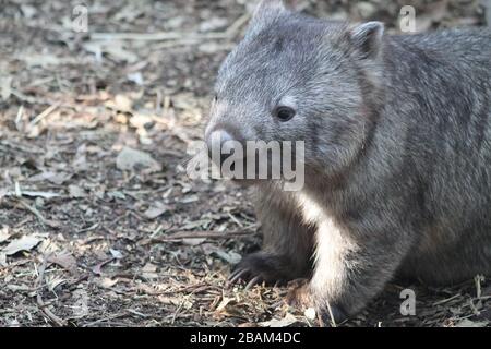 Wombat nel suo habitat naturale nella foresta Foto Stock