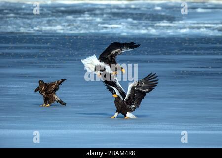 Due aquile di mare di Steller che combattono contro il pesce, Hokkaido, Giappone, maestosi rapitori di mare con grandi chele e becchi, fauna selvatica scena dalla natura, avvento birdwatching Foto Stock