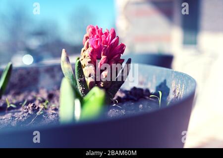 hyacinth bulbi in fiore Foto Stock