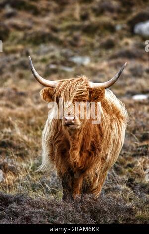 Ritratto di Highland Cow sull'isola di Harris Foto Stock