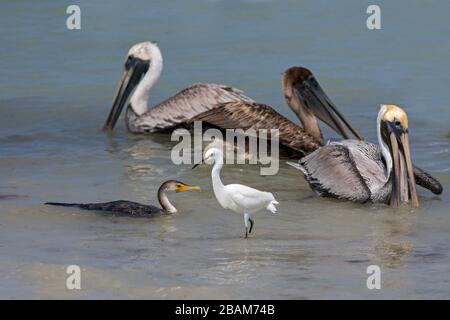 Pelican Pecanus occidentalis & Egrets Florida USA Foto Stock