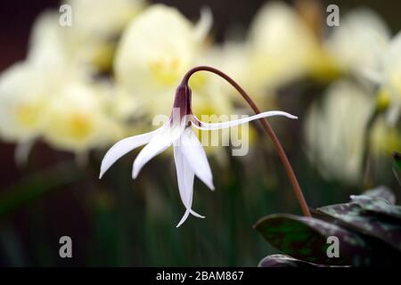 Erythronium dens canis fiocco di neve, fiori viola bianchi, fiore, fiore dente cane fioritura viola, primavera, fiori, fiore, fioritura, chioma a chiazze, RM floreale Foto Stock