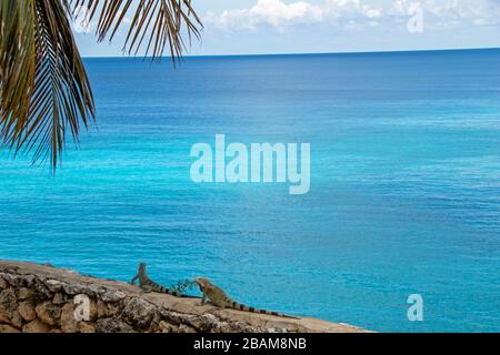 Iguane su un muro di Curacao con il mare nel paradiso dello sfondo Foto Stock