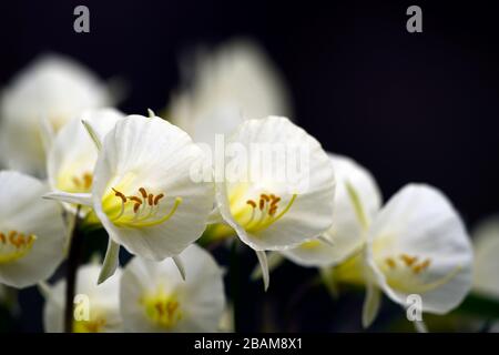 Narcissus bulbocodio Arctic Bells, narcisis, daffodil, narcisi, tromba di petticoat bianco, trombe, fiore bianco crema, fiori, fioritura, RM floreale Foto Stock