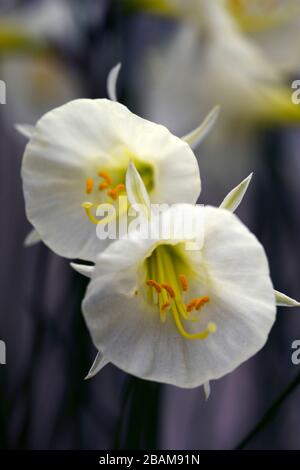 Narcissus bulbocodio Arctic Bells, narcisis, daffodil, narcisi, tromba di petticoat bianco, trombe, fiore bianco crema, fiori, fioritura, RM floreale Foto Stock