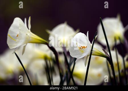 Narcissus bulbocodio Arctic Bells, narcisis, daffodil, narcisi, tromba di petticoat bianco, trombe, fiore bianco crema, fiori, fioritura, RM floreale Foto Stock