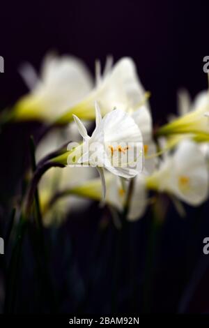 Narcissus bulbocodio Arctic Bells, narcisis, daffodil, narcisi, tromba di petticoat bianco, trombe, fiore bianco crema, fiori, fioritura, RM floreale Foto Stock