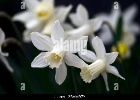 Narcissus Snow Baby, narcisi, daffodil, narcisi, tromba crema bianca, trombe, fiore crema bianco, fiori, fioritura, miniatura, piccolo, corto, RM floreale Foto Stock