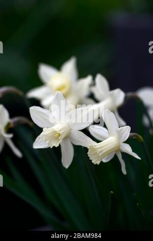 Narcissus Snow Baby, narcisi, daffodil, narcisi, tromba crema bianca, trombe, fiore crema bianco, fiori, fioritura, miniatura, piccolo, corto, RM floreale Foto Stock