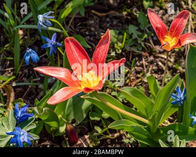 Tulipano di giglio d'acqua Tulipa kaufmanniana in primavera Foto Stock