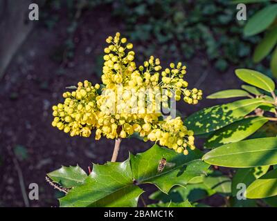 La mahonia comune fiorisce in primavera Foto Stock