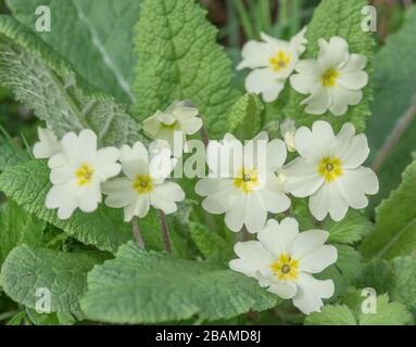 Fiori giallo zolfo di Primrose primaverile / Primula vulgaris. Primrose selvatiche, primrose selvatiche, piante medicinali nel Regno Unito, fiori stagionali Foto Stock