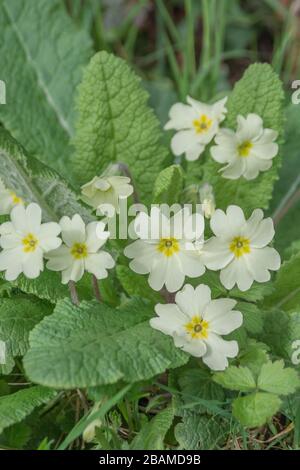 Fiori giallo zolfo di Primrose primaverile / Primula vulgaris. Primrose selvatiche, primrose selvatiche, piante medicinali nel Regno Unito, fiori stagionali Foto Stock