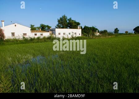 Reserva Natural Riet Vell, Delta de l'Ebre, Amposta, Montsià, Catalunya Foto Stock