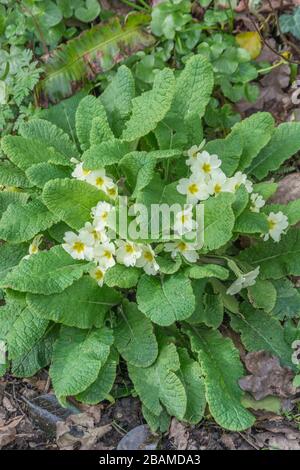 Fiori giallo zolfo di Primrose primaverile / Primula vulgaris. Primrose selvatiche, primrose selvatiche, piante medicinali nel Regno Unito, fiori stagionali Foto Stock