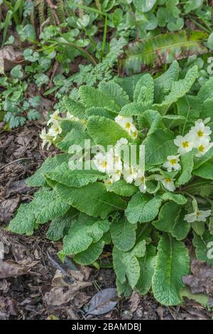 Fiori giallo zolfo di Primrose primaverile / Primula vulgaris. Primrose selvatiche, primrose selvatiche, piante medicinali nel Regno Unito, fiori stagionali Foto Stock